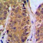 Anti-NF-kappaB p105 (pS927) Antibody